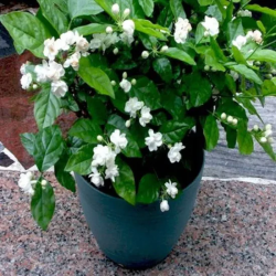 Arabian Jasmine Plant Sapling (1pc)