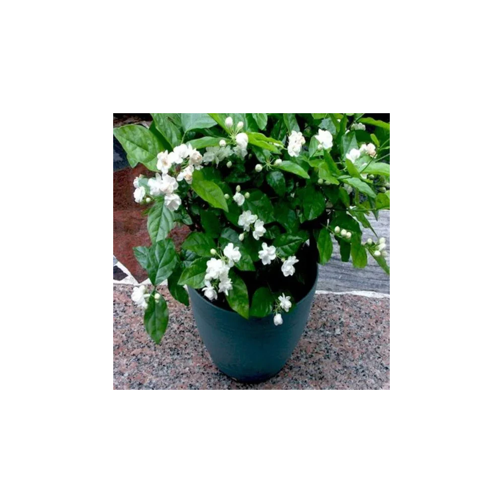 Arabian Jasmine Plant Sapling (1pc)