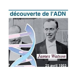 Rahasia ADN dan Ses :...